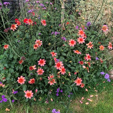 Dahlia 'Totally Tangerine'