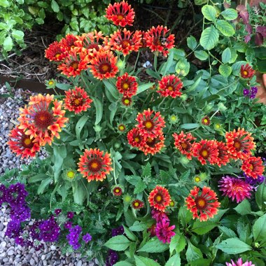 Blanket Flower