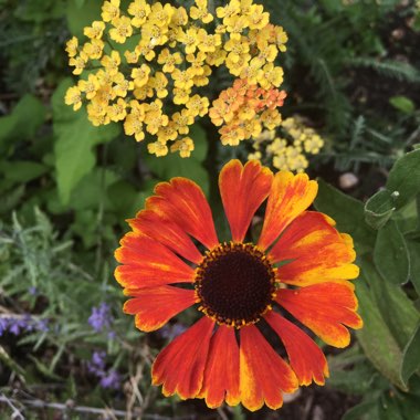 Helenium 'Moerheim Beauty'