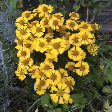 Helenium