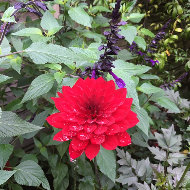 Plant image Dahlia 'XXL Taxco' (XXL Series)