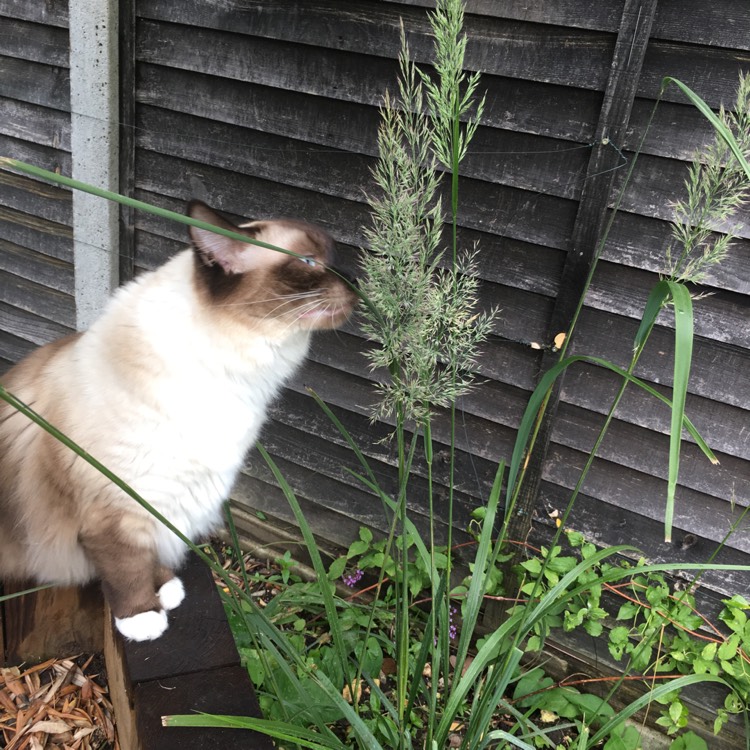 Plant image Stipa brachytricha