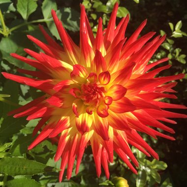 Dahlia (Border Varieties)