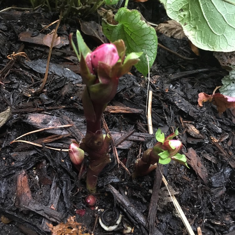 Plant image Helleborus 'Coseh 4100' (HGC Ice 'N' Roses Series) syn. Helleborus 'HGC Ice 'N' Roses Red'