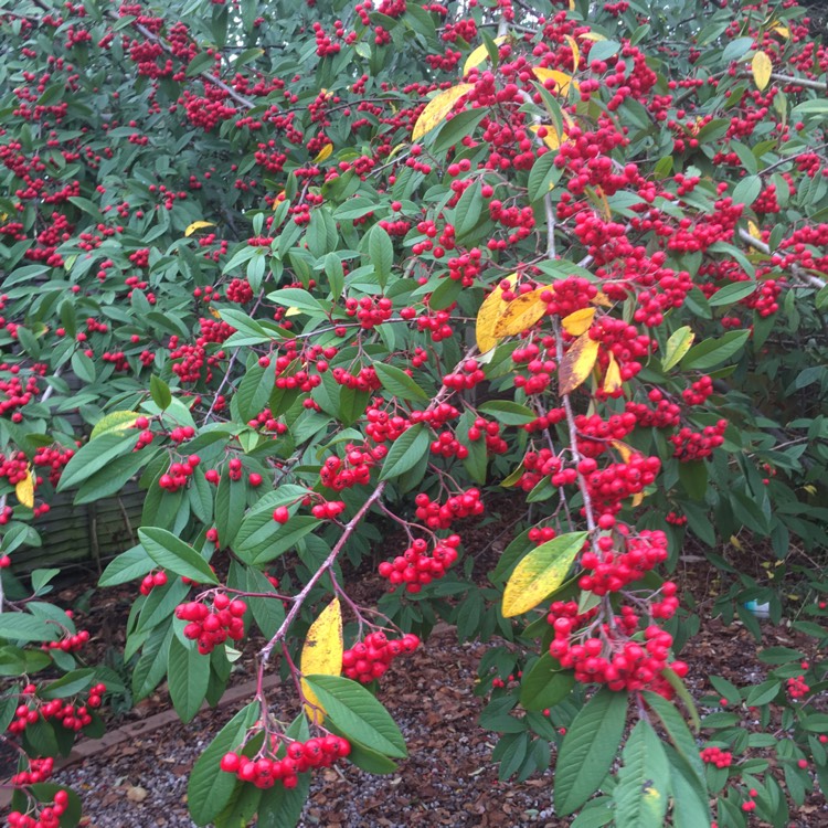 Plant image Cotoneaster