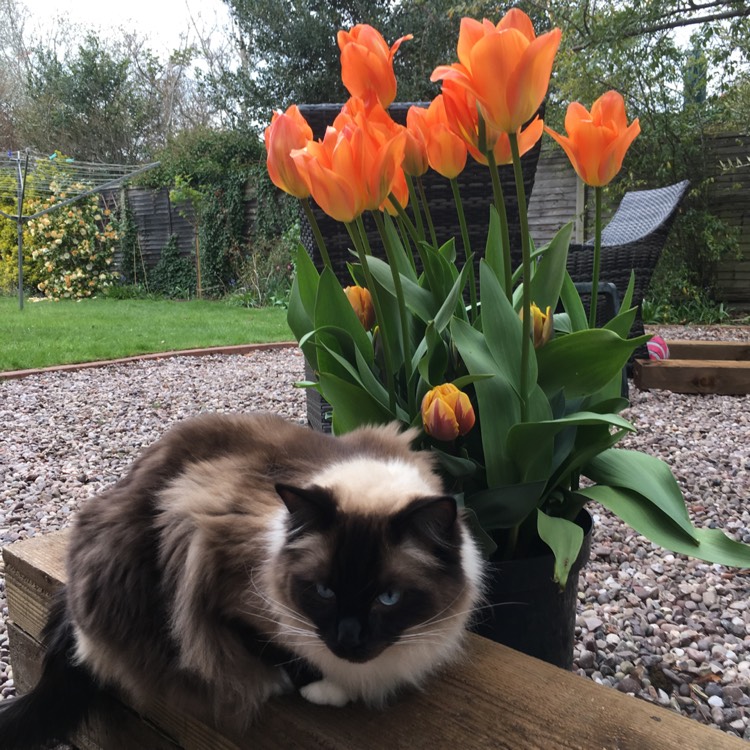 Plant image Tulipa 'Orange Emperor'