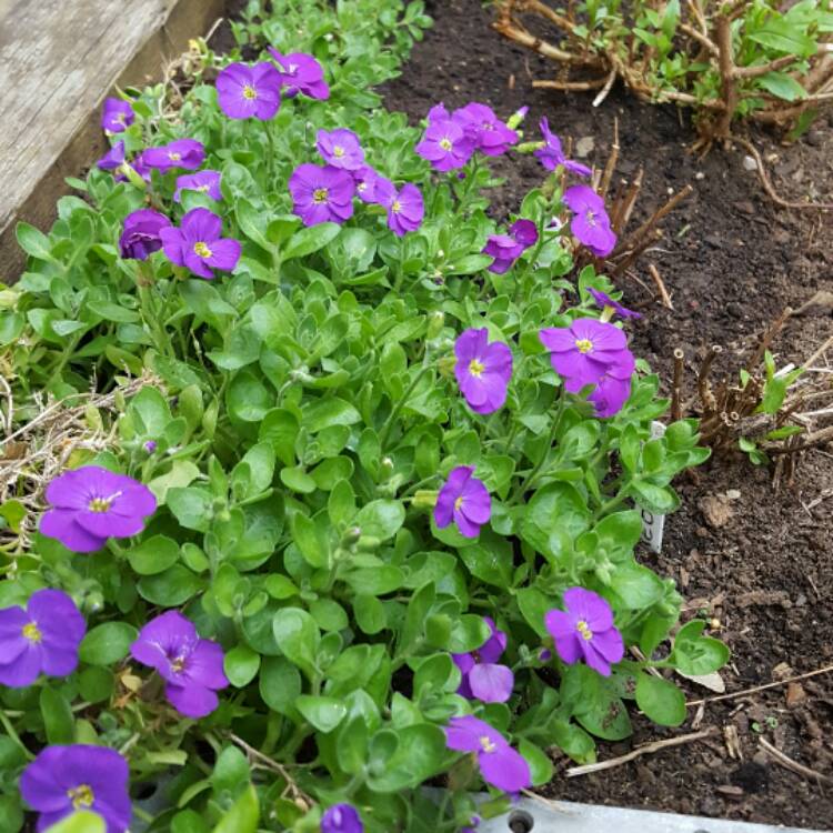 Plant image Aubrieta gracilis 'Kitte Blue'