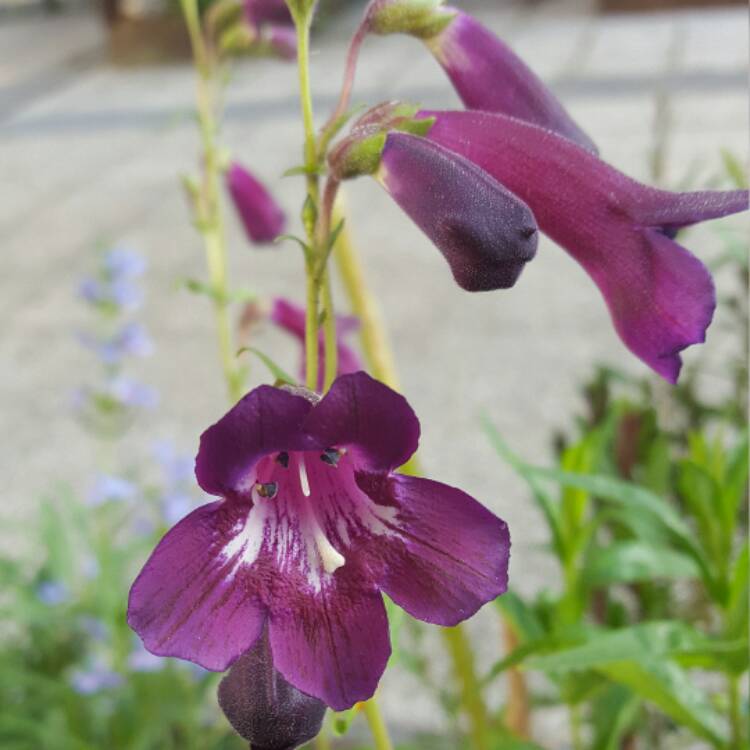 Plant image Penstemon 'Raven'