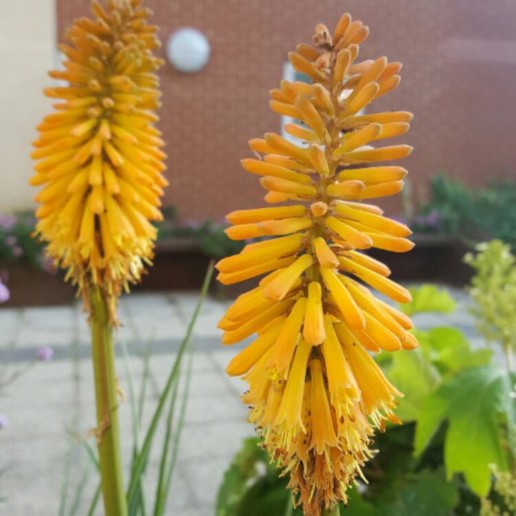 Plant image Kniphofia 'Mango Popsicle' (Popsicle Series)