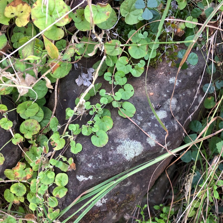 Plant image Dichondra repens