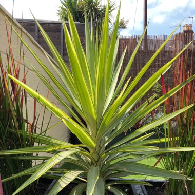 Yucca