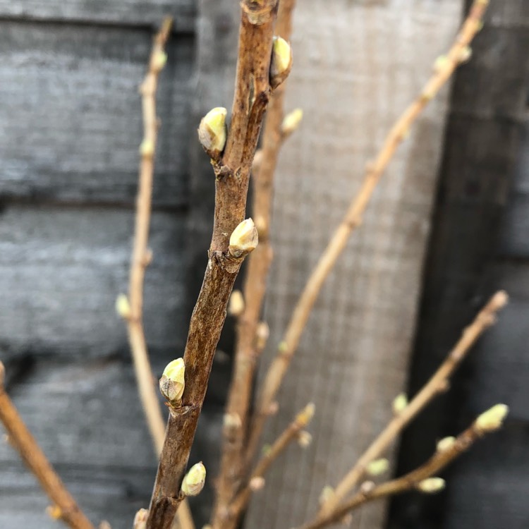 Plant image Ribes nigrum 'Titania'