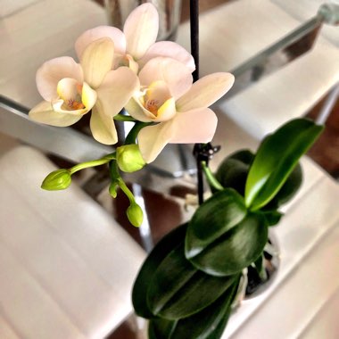 Moth Orchid