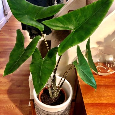 Elephant Ear 'Reticulata'