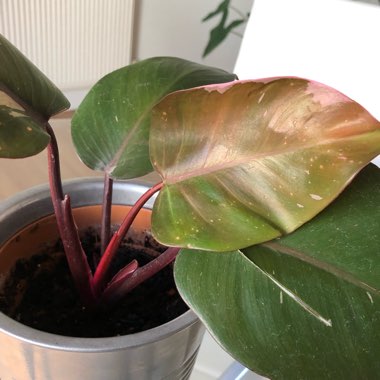 Philodendron 'Pink Princess'