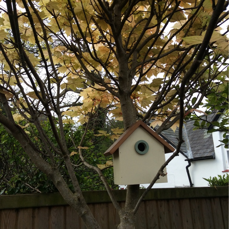 Acer palmatum 'Katsura'