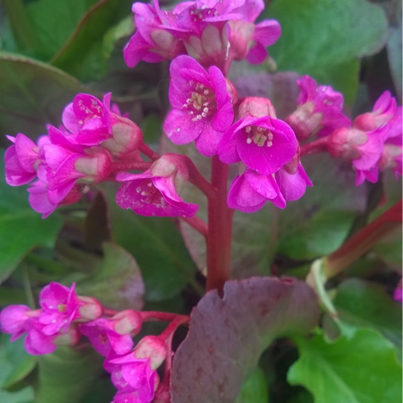 Plant image Bergenia 'Biedermeier'