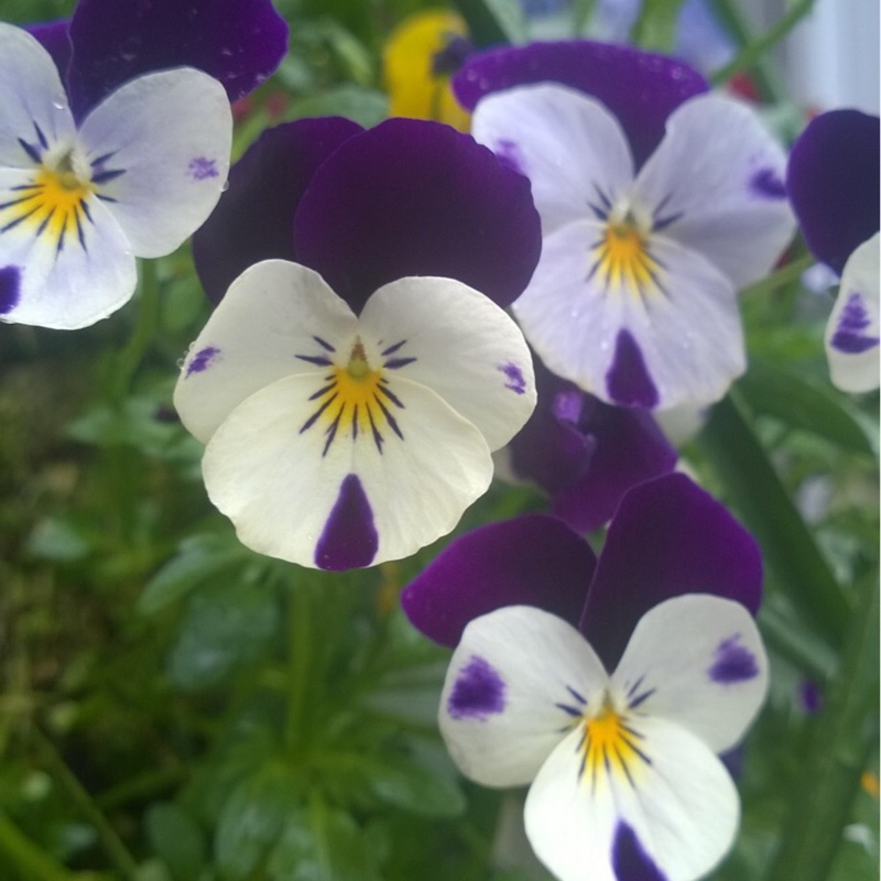 Plant image Viola cornuta 'Rocky Mickey'