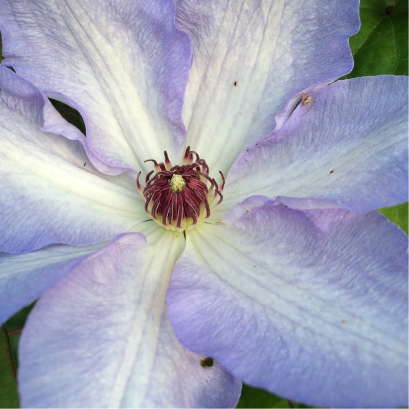 Clematis (Pruning Group 2 - Large Flowering Cultivars)