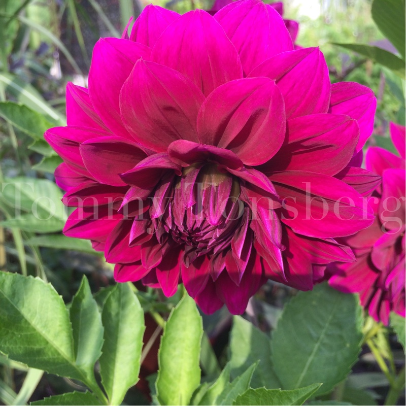 Border Dahlia