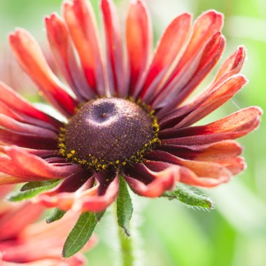 Coneflower 'Sahara Mix'