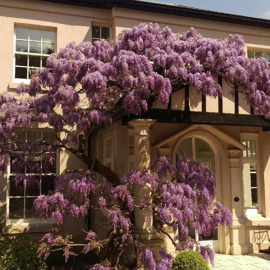 Japanese Wisteria