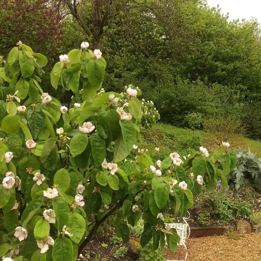 Plant image Cydonia oblonga 'Meech's Prolific'