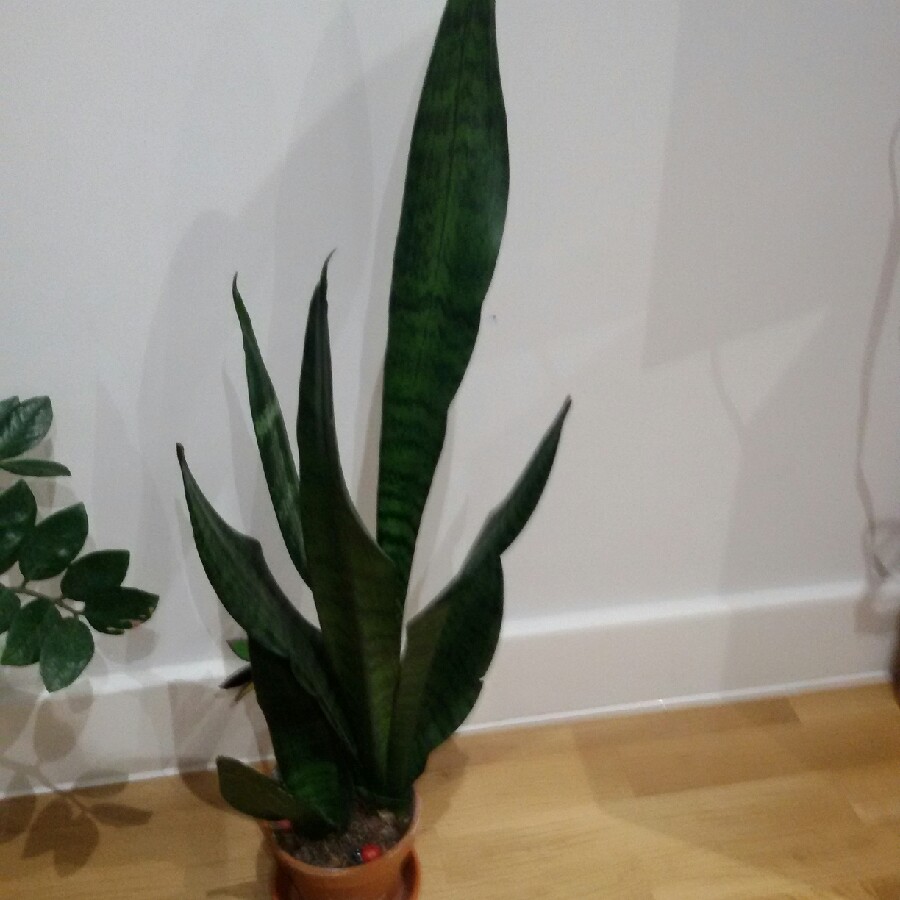 Snake Plant