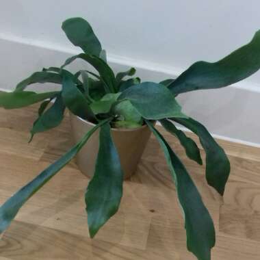 Common Staghorn Fern