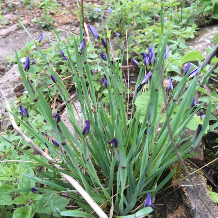 Plant image Sisyrinchium