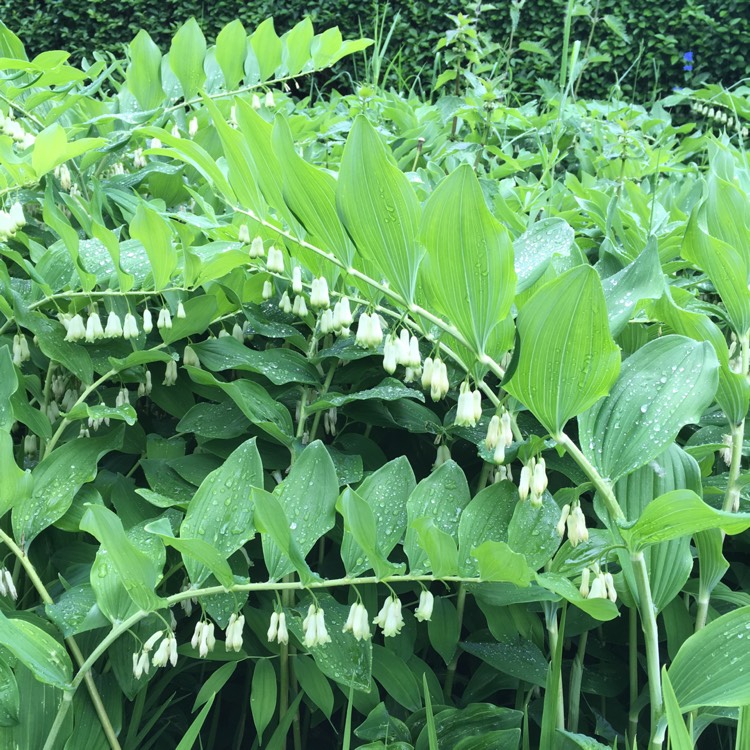 Plant image Polygonatum biflorum