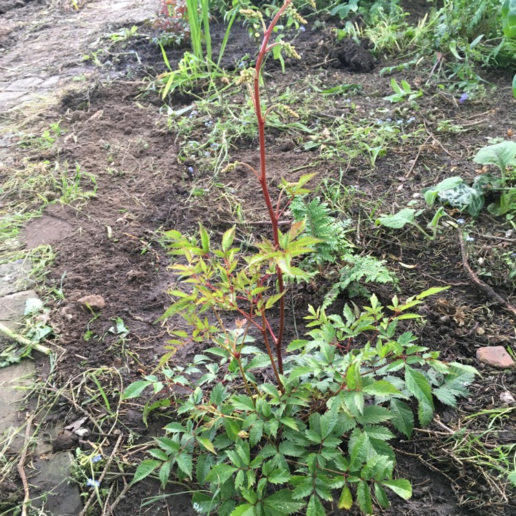 Plant image Astilbe simplicifolia 'Sprite'