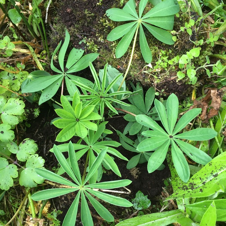 Plant image Lupinus 'Blue Javelin'