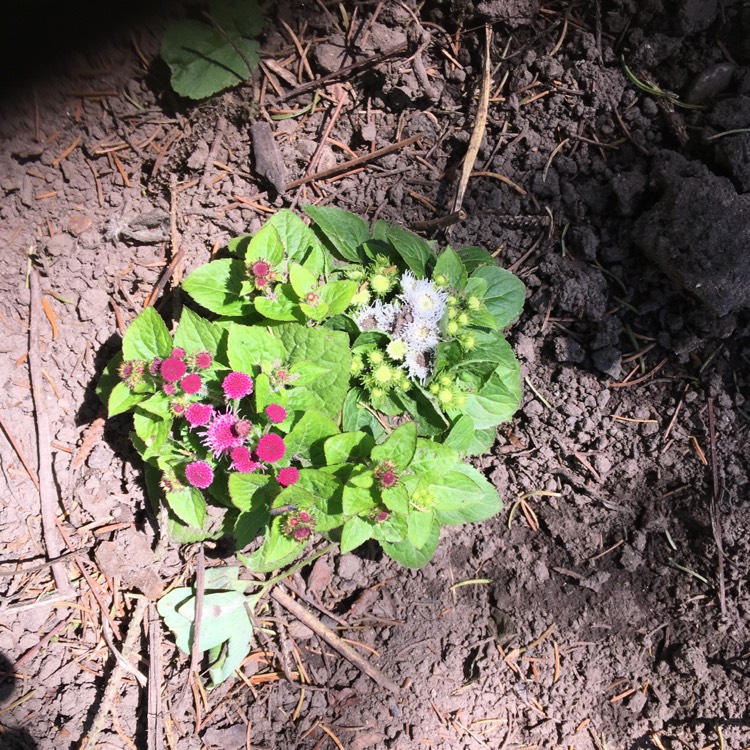 Plant image Ageratum houstonianum 'Timeless Mix'