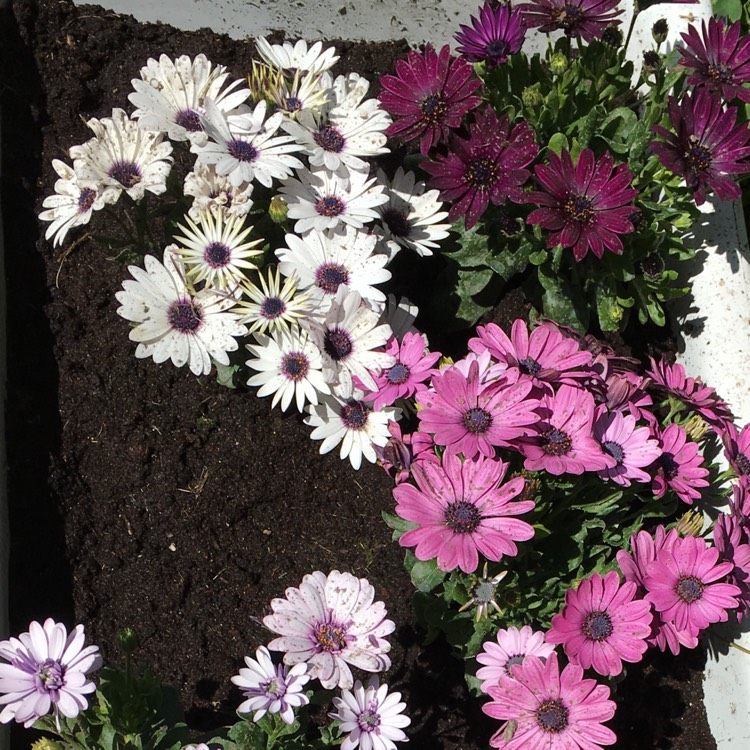 Plant image Osteospermum 'Sunny carlos'