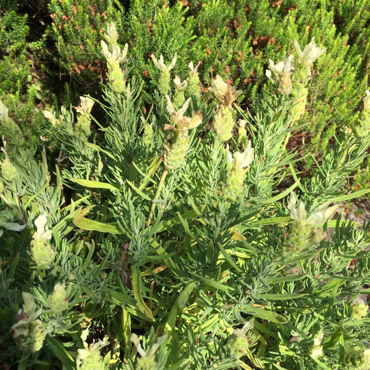 Plant image Lavandula stoechas 'Fair 10' syn. Lavandula stoechas 'Tiara'