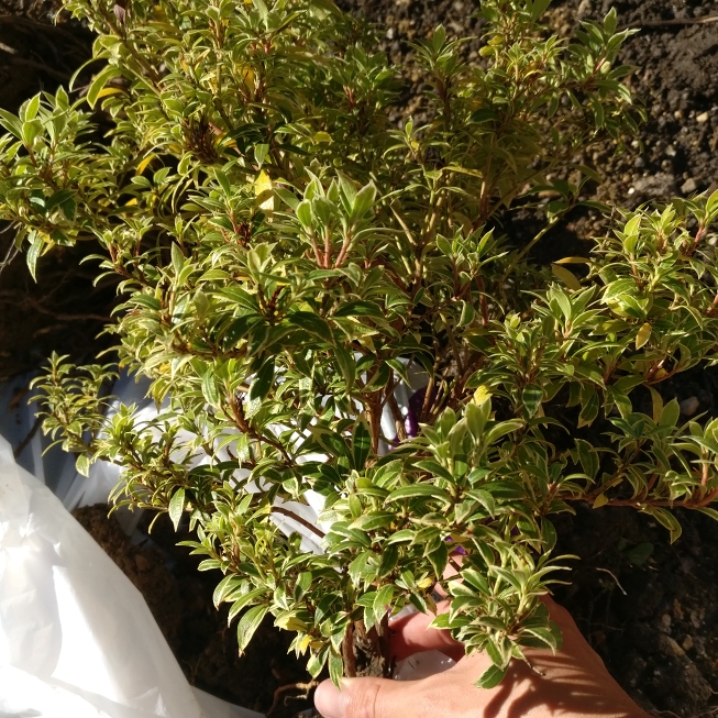 Plant image Ligustrum japonicum 'Texanum' variegated