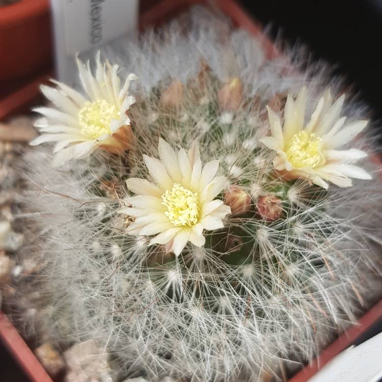 Plant image Mammillaria schwartzii