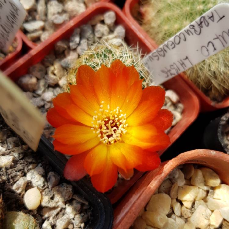 Plant image Rebutia canigueralii syn. Sulcorebutia tarabucoensis