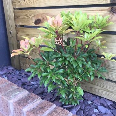 Photinia 'Little Red Robin'