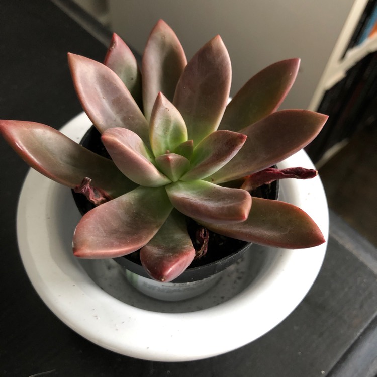 Plant image Echeveria Hybrid ‘Red Licorice'