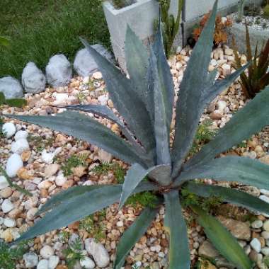 Agave