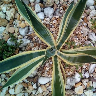 Agave