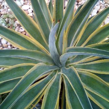 Agave