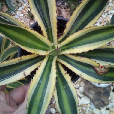 Agave