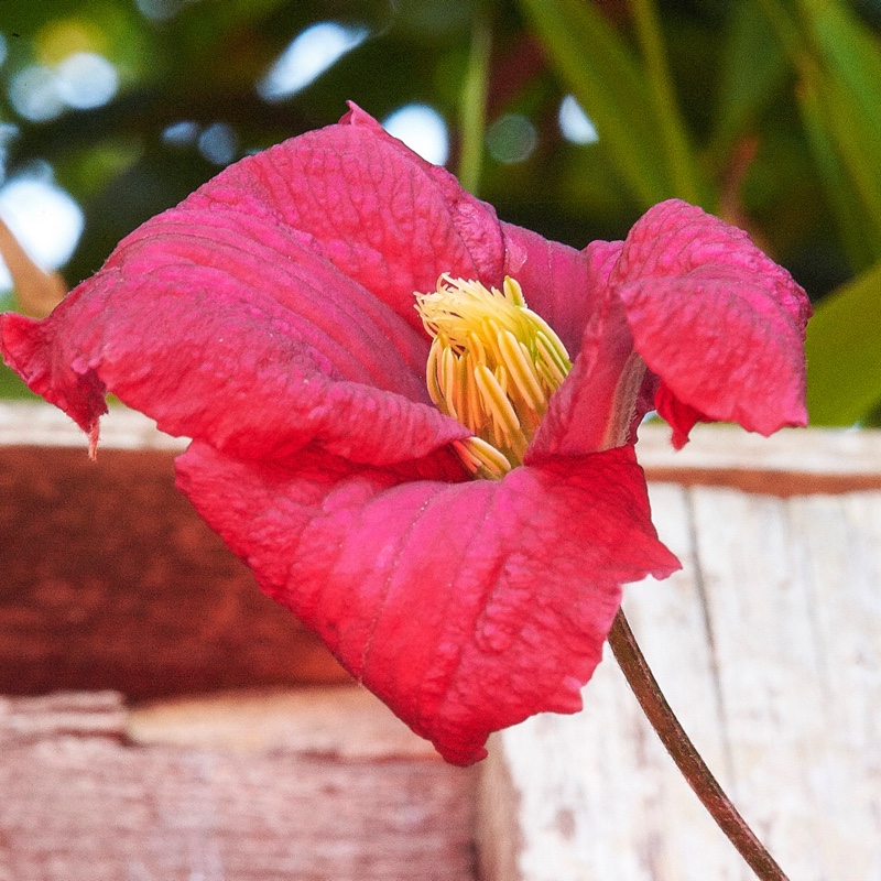 Plant image Clematis viticella 'Madame Julia Correvon'