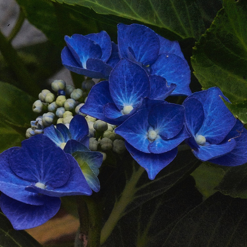 plant image 168291