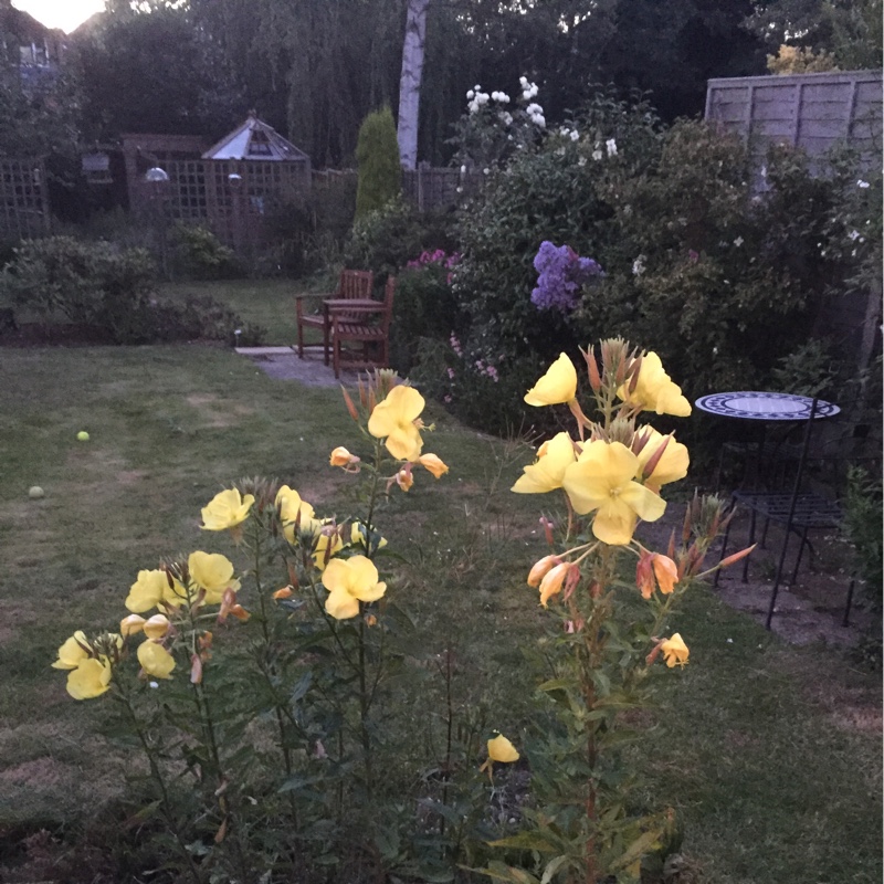 Plant image Oenothera Stricta Sulphurea