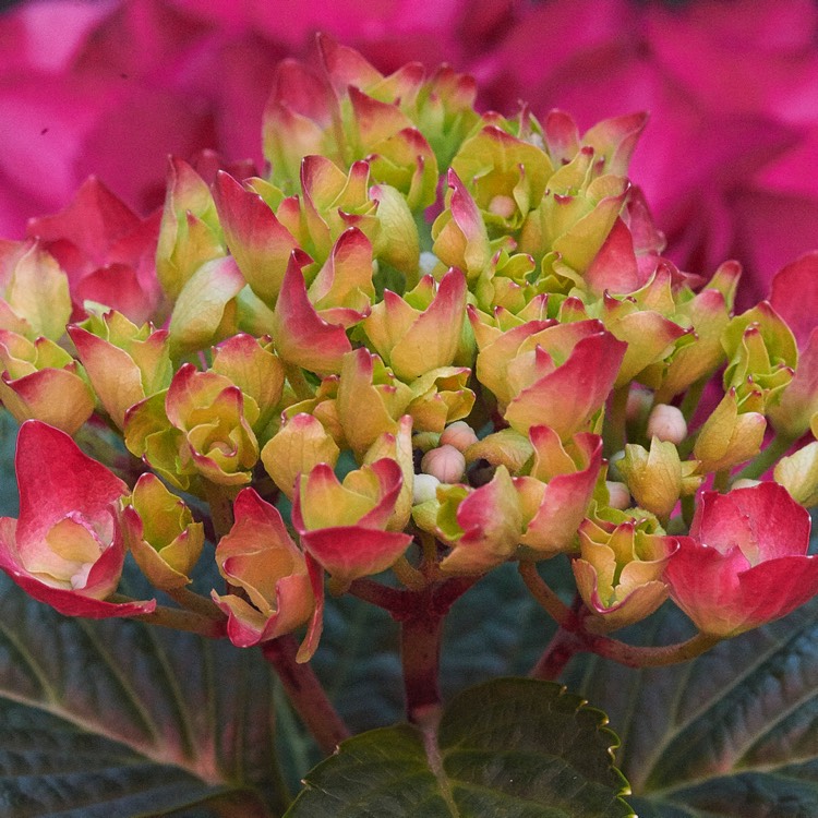 Plant image Hydrangea macrophylla 'Magical Ruby Red'