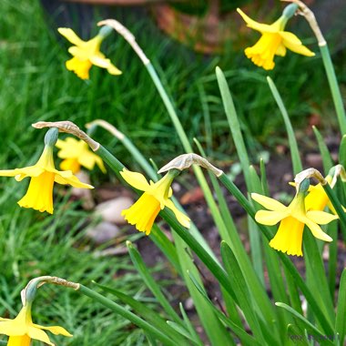 Narcissus 'Tête-à-Tête'